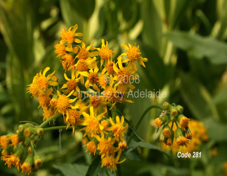 Single-Stemmed Groundsel